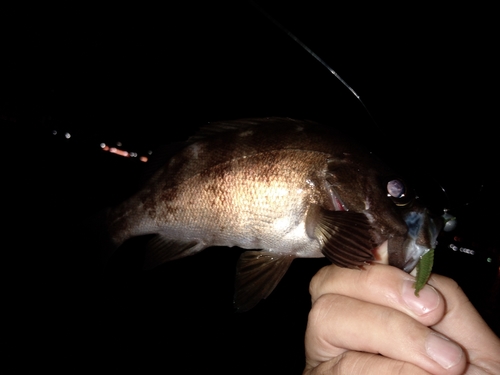 クロメバルの釣果