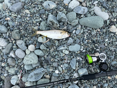 コノシロの釣果