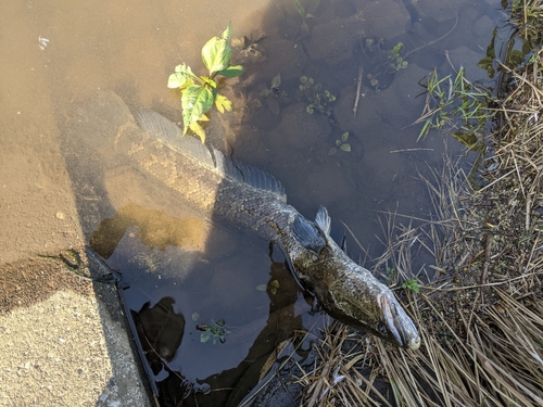 ライギョの釣果