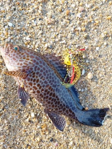 オオモンハタの釣果