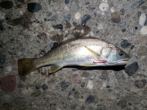 イシモチの釣果