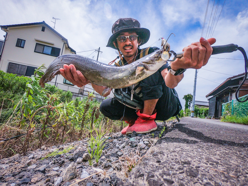 ナマズの釣果