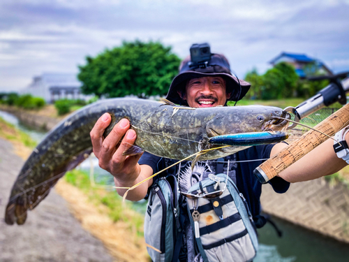 ナマズの釣果