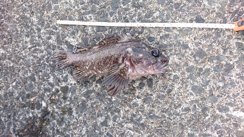 オウゴンムラソイの釣果