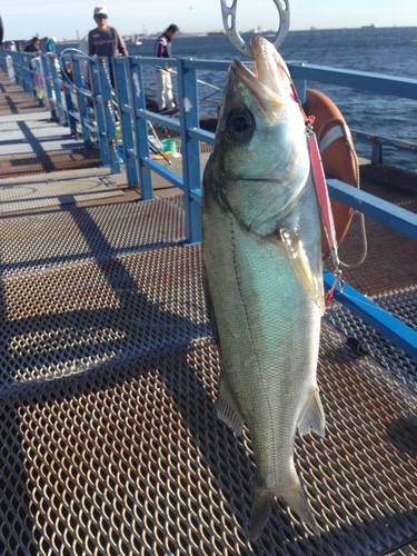 シーバスの釣果