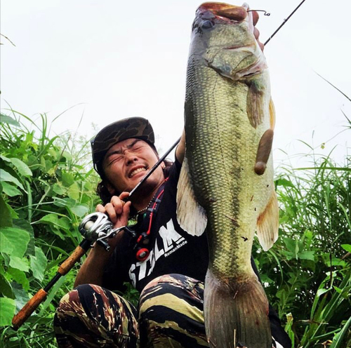 ブラックバスの釣果