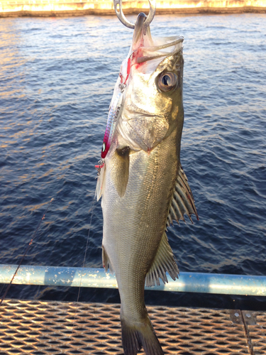 シーバスの釣果