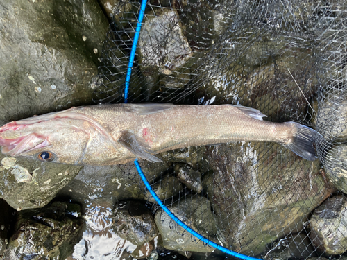 スズキの釣果