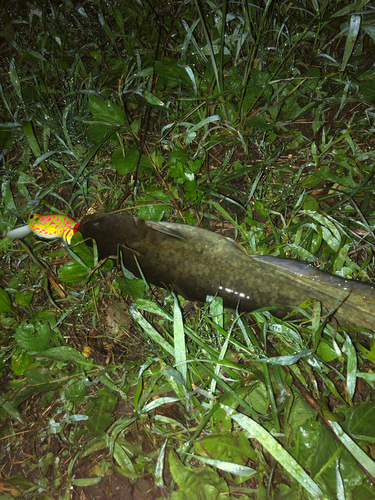 ナマズの釣果