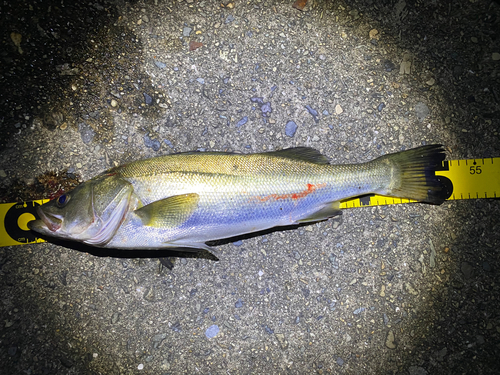 シーバスの釣果