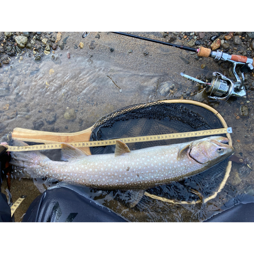 アメマスの釣果