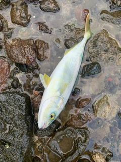 コゾクラの釣果