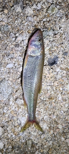 ハスの釣果