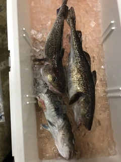 マダラの釣果