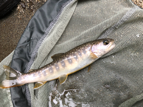 アマゴの釣果