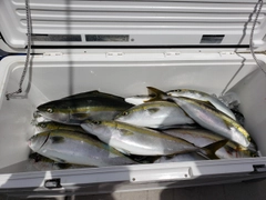 ハマチの釣果