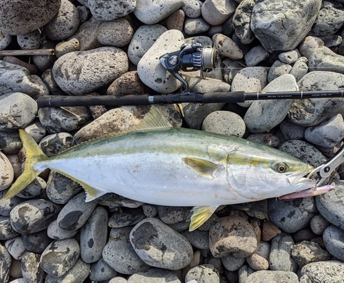 ブリの釣果