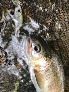 ニジマスの釣果