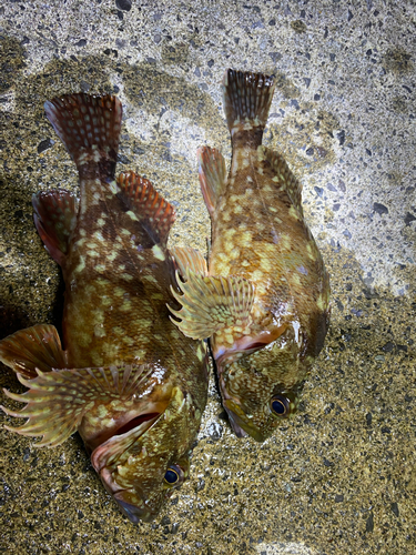 カサゴの釣果