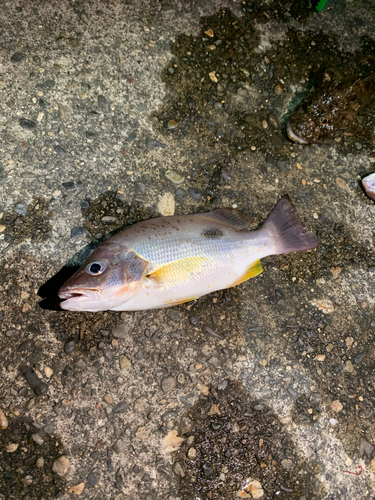 クロホシフエダイの釣果