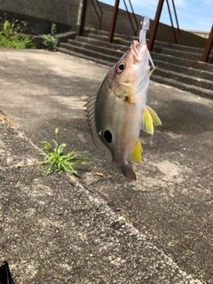 クロホシフエダイの釣果