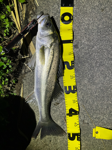 シーバスの釣果