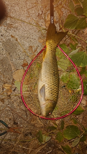 コイの釣果