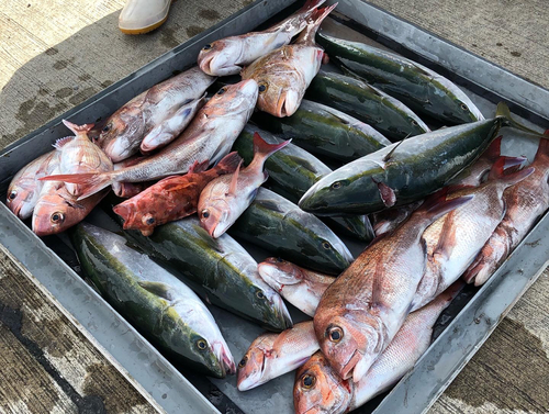 ハマチの釣果