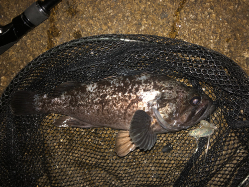 クロソイの釣果