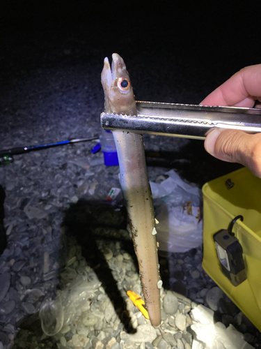 アナゴの釣果