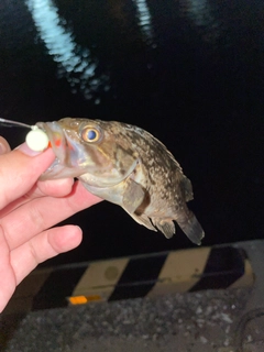 クロソイの釣果