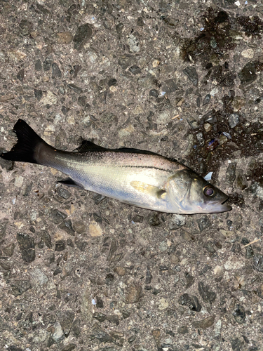 セイゴ（ヒラスズキ）の釣果