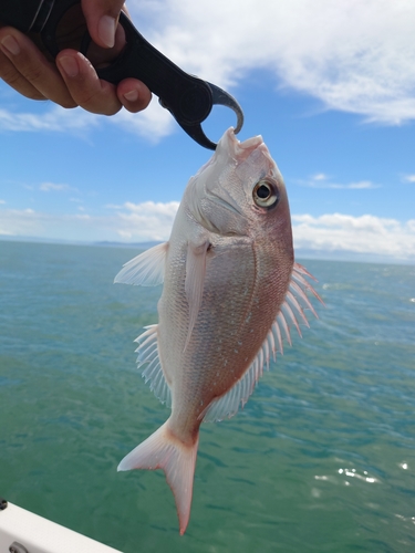 タイの釣果