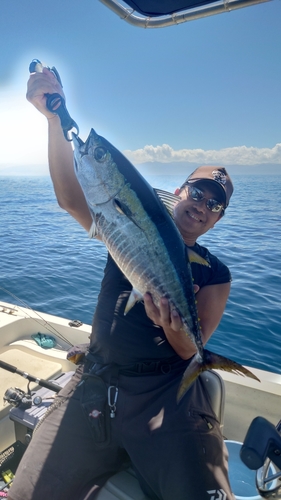 キハダマグロの釣果