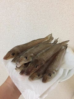 シロギスの釣果