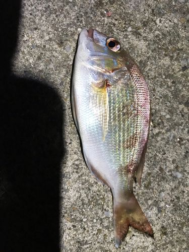 タイの釣果