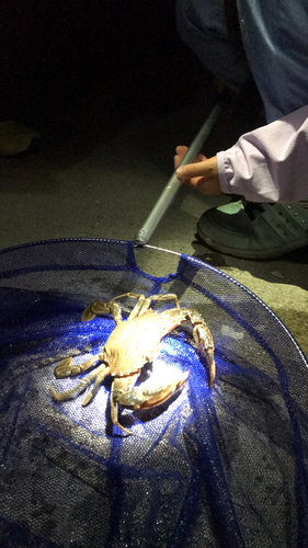 ワタリガニの釣果