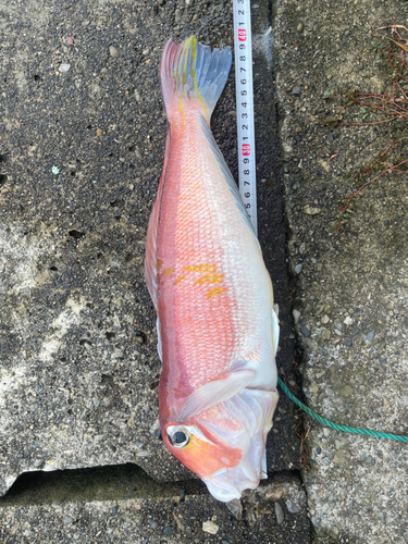 アマダイの釣果