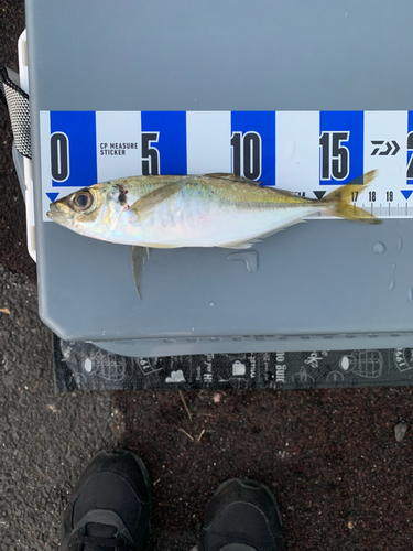 マアジの釣果