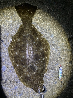 ヒラメの釣果