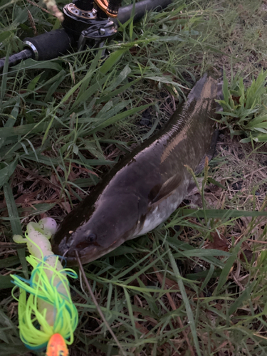 ナマズの釣果