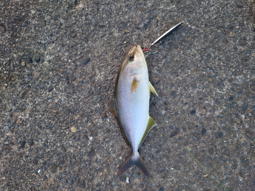 ショゴの釣果