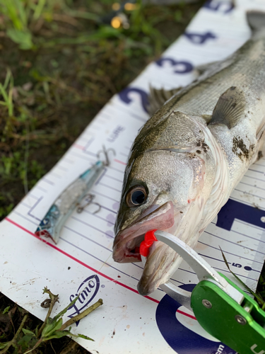 シーバスの釣果