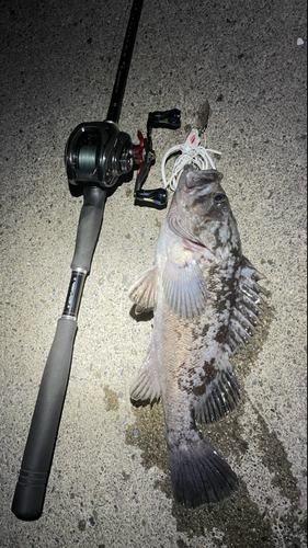 クロソイの釣果