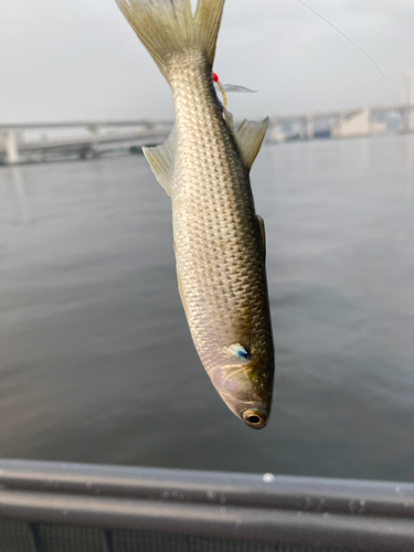 ボラの釣果