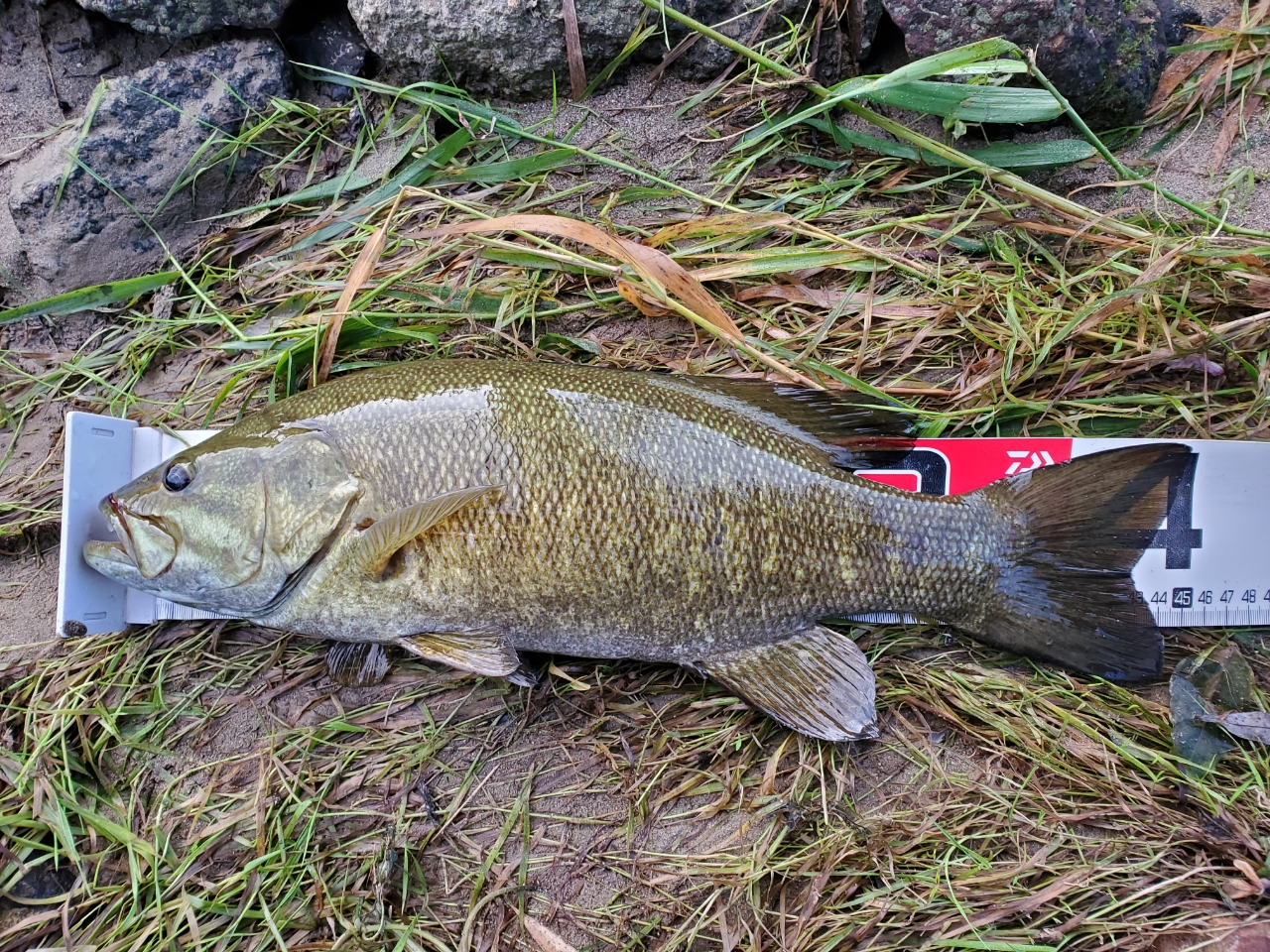 スモールマウスバス