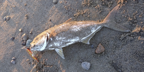 ネイリの釣果