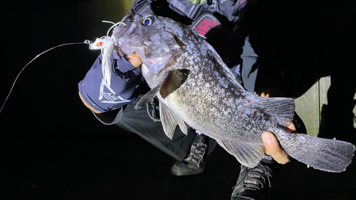 クロソイの釣果