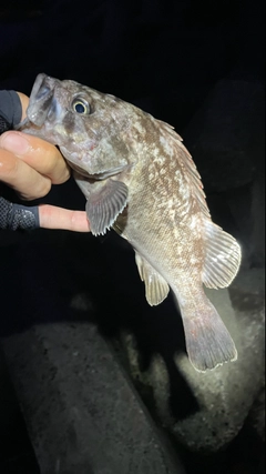 クロソイの釣果