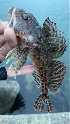 カジカの釣果